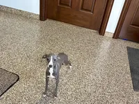 Lena, a female Italian Greyhound for sale in Nappanee, IN – 5 of 5