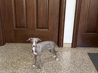 Lena, a female Italian Greyhound for sale in Nappanee, IN – 3 of 5