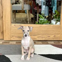 Cindy , a female Italian Greyhound for sale in Nappanee, IN – Photo 9 of 10