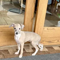 Cindy , a female Italian Greyhound for sale in Nappanee, IN – Photo 1 of 10
