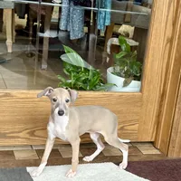 Cindy , a female Italian Greyhound for sale in Nappanee, IN – Photo 5 of 10