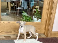 Cindy , a female Italian Greyhound for sale in Nappanee, IN – Photo 5 of 10