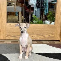 Cindy , a female Italian Greyhound for sale in Nappanee, IN – Photo 10 of 10