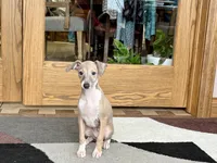 Cindy , a female Italian Greyhound for sale in Nappanee, IN – Photo 10 of 10