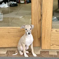 Cindy , a female Italian Greyhound for sale in Nappanee, IN – Photo 6 of 10