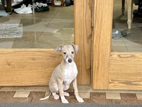 Cindy , a female Italian Greyhound for sale in Nappanee, IN – Photo 6 of 10