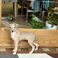 Cindy , a female Italian Greyhound for sale in Nappanee, IN – Photo 8 of 10