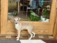 Cindy , a female Italian Greyhound for sale in Nappanee, IN – Photo 8 of 10