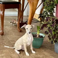 Cindy , a female Italian Greyhound for sale in Nappanee, IN – Photo 2 of 10