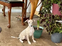 Cindy , a female Italian Greyhound for sale in Nappanee, IN – Photo 2 of 10