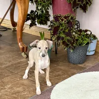 Cindy , a female Italian Greyhound for sale in Nappanee, IN – Photo 7 of 10