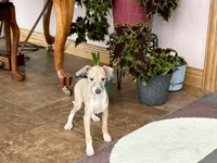 Cindy , a female Italian Greyhound for sale in Nappanee, IN – Photo 7 of 10