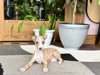 Chris, a male Italian Greyhound for sale in Nappanee, IN – 2 of 9