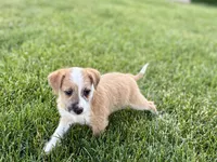 Cory, a male Havanese and Italian Greyhound for sale in Nappanee, IN – 7 of 10