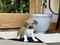 Sally , a female Havanese and Italian Greyhound for sale in Nappanee, IN – 4 of 8