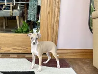 Arnie , a male Italian Greyhound for sale in Nappanee, IN – Photo 1 of 10