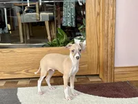 Arnie , a male Italian Greyhound for sale in Nappanee, IN – Photo 2 of 10