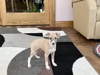 Arnie , a male Italian Greyhound for sale in Nappanee, IN – Photo 3 of 10