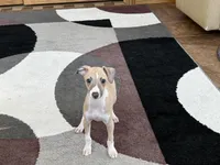 Arnie , a male Italian Greyhound for sale in Nappanee, IN – Photo 7 of 10