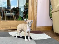 Arnie , a male Italian Greyhound for sale in Nappanee, IN – Photo 4 of 10