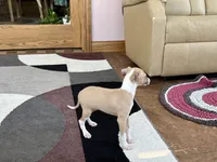 Arnie , a male Italian Greyhound for sale in Nappanee, IN – Photo 6 of 10