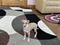 Arnie , a male Italian Greyhound for sale in Nappanee, IN – Photo 8 of 10