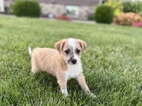 Cory, a male Havanese and Italian Greyhound for sale in Nappanee, IN – 8 of 10
