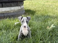 Shane, a male Italian Greyhound for sale in Nappanee, IN – 10 of 10