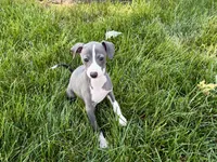 Janie , a female Italian Greyhound for sale in Nappanee, IN – 6 of 8
