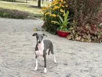 Dakin , a male Italian Greyhound for sale in Nappanee, IN – 5 of 7