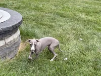 Olive, a female Italian Greyhound for sale in Nappanee, IN – 9 of 9