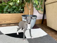 Sonya, a female Italian Greyhound for sale in Nappanee, IN – 7 of 7