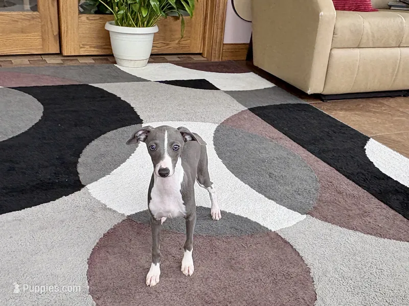 Olive – Italian Greyhound puppy for sale in Nappanee, IN