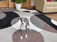 Olive, a female Italian Greyhound for sale in Nappanee, IN – 3 of 10