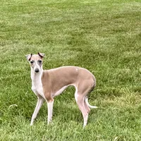 Gloria, a female Italian Greyhound for sale in Nappanee, IN – Photo 1 of 10