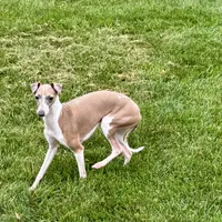 Gloria, a female Italian Greyhound for sale in Nappanee, IN – Photo 9 of 10