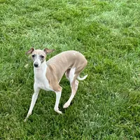 Gloria, a female Italian Greyhound for sale in Nappanee, IN – Photo 10 of 10