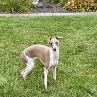 Gloria, a female Italian Greyhound for sale in Nappanee, IN – Photo 4 of 10