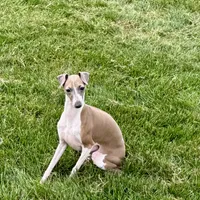 Gloria, a female Italian Greyhound for sale in Nappanee, IN – Photo 2 of 10