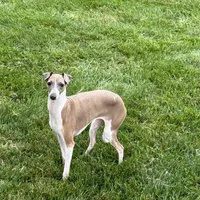 Gloria, a female Italian Greyhound for sale in Nappanee, IN – Photo 5 of 10