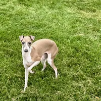 Gloria, a female Italian Greyhound for sale in Nappanee, IN – Photo 6 of 10
