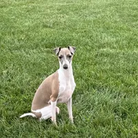 Gloria, a female Italian Greyhound for sale in Nappanee, IN – Photo 3 of 10