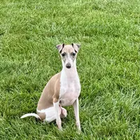 Gloria, a female Italian Greyhound for sale in Nappanee, IN – Photo 7 of 10