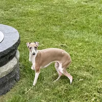 Gloria, a female Italian Greyhound for sale in Nappanee, IN – Photo 8 of 10