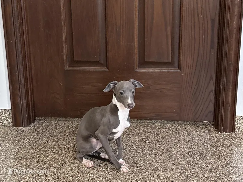 Dakin – Italian Greyhound puppy for sale in Nappanee, IN