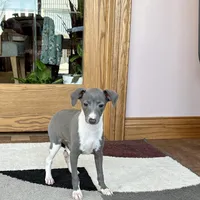 Sweetie , a female Italian Greyhound for sale in Nappanee, IN – Photo 1 of 10