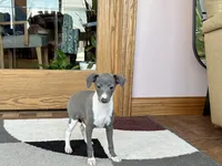 Sweetie , a female Italian Greyhound for sale in Nappanee, IN – Photo 1 of 10