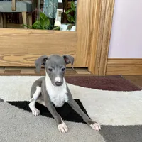 Sweetie , a female Italian Greyhound for sale in Nappanee, IN – Photo 10 of 10