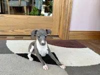 Sweetie , a female Italian Greyhound for sale in Nappanee, IN – Photo 10 of 10