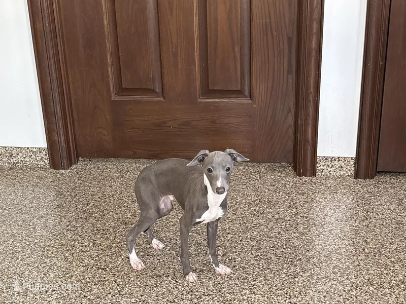 Dakin – Italian Greyhound puppy for sale in Nappanee, IN